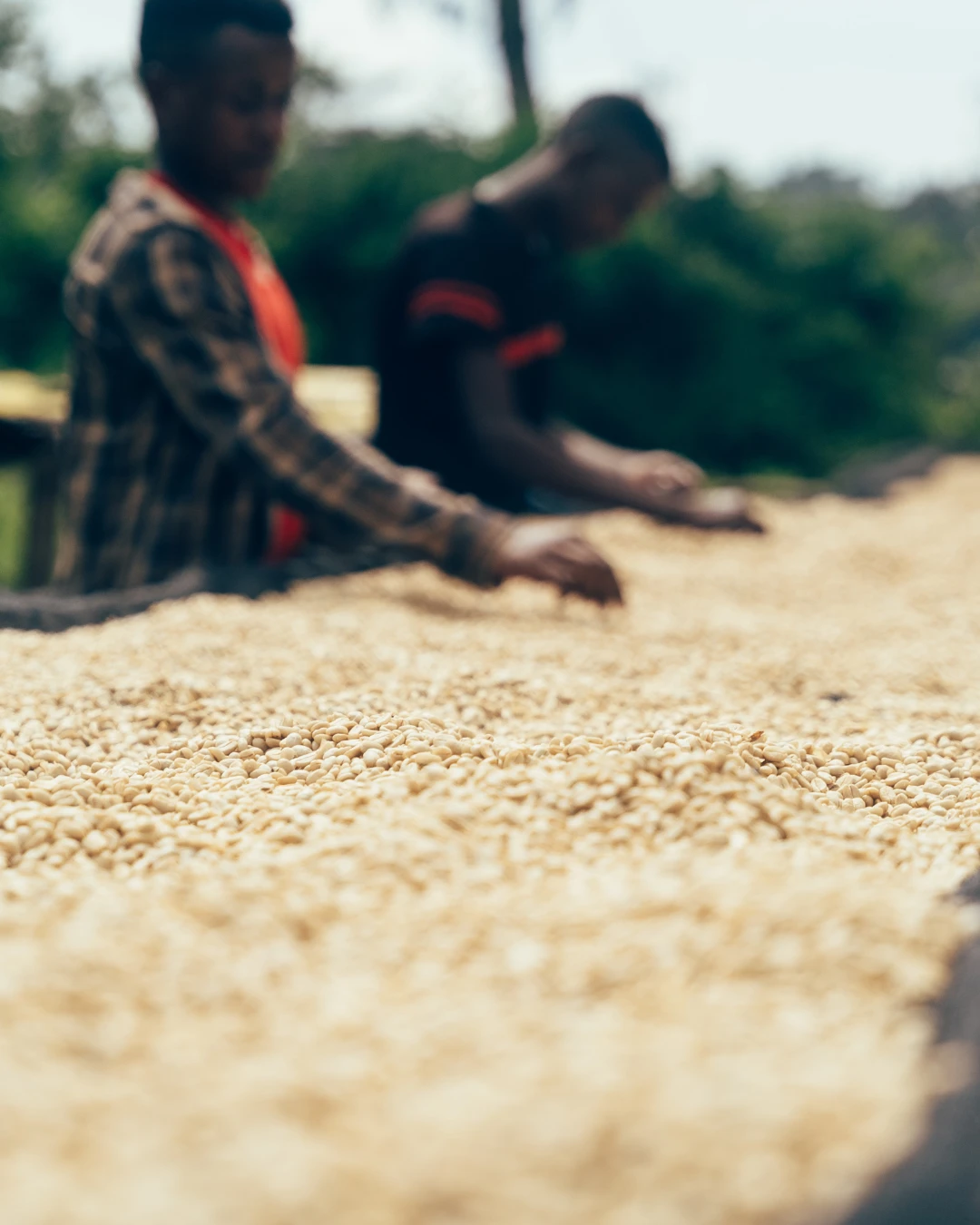 Sonnengetrocknet & trommelgeröstet Kaffee wird in der Sonne getrocknet